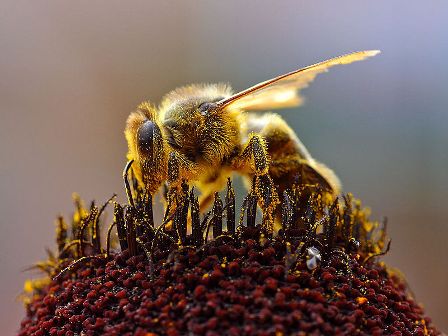 Western honey bee collecting pollen